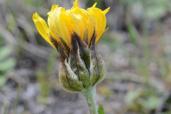 Mountain Dandelions have tidy, upward pointing bracts around each flower head.