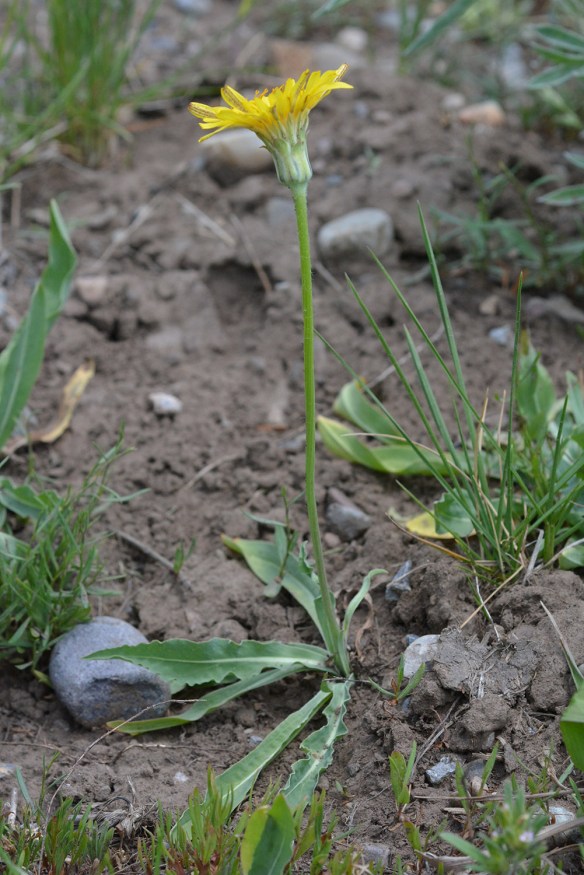 While leaves are variable on Mountain Dandelion, they are usually linear and all basal. The amount of teeth and lobing varies. Each plant has only one flower.