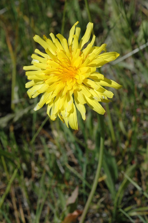 Mountain Dandelion - Agoseris glauca - looks very much like a dandelion, but look closely....