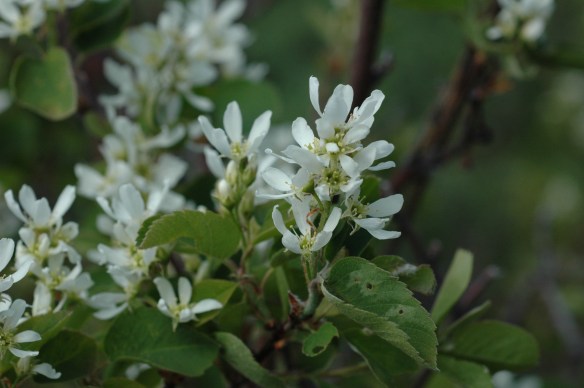 Serviceberry - Amelanchier alnifolia - is in the rose family and produces delicious fruits for people and wildlife.