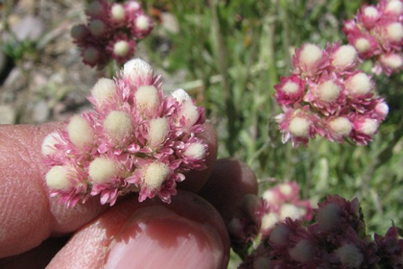 Rosey Pusseytoes - Antennaria rosea/microphylla - The small heads can be pink to white.