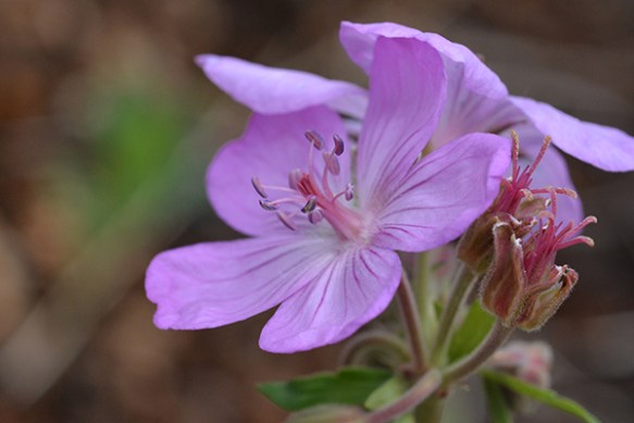 B_GeraVisc_flCU_SkiLk_62613_1QWeb