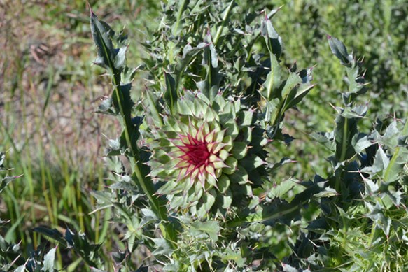 Musk Thistle can be a bit deranged, but glorious in its conquest.
