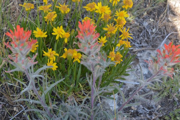 Red Indian Paintbrush with Stemless Goldenweed - Castilleja chromosa and Stenotus acaulis - grow out Flat Creek Road.