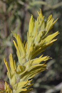 Yellow Indian Paintbrush - Castelleja flava var rustica - one of several yellow paintbrushes. The details are in the flower proportions and bract shape, as well as hairs and color. Not easy to ID.