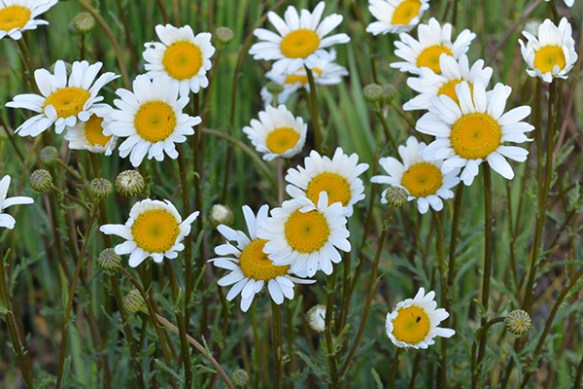 Beautiful bucolic Oxeye Daisies are not not benign and need to be removed from gardens and pastures.