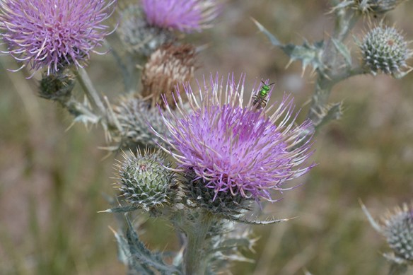Cirsium scariosum is a beautiful native thistle beneficial to wildlife of all sizes.