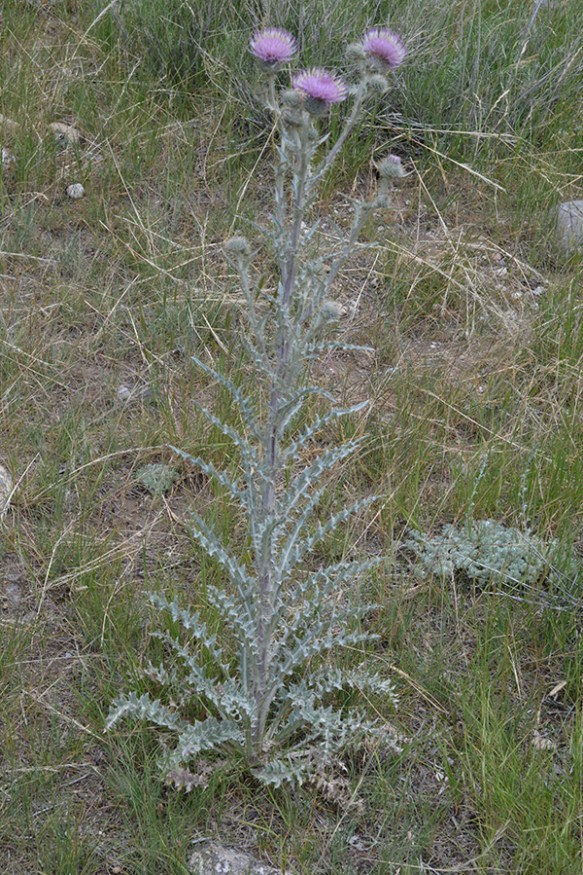 Musk Thistle is a daunting competitor into pasture lands.
