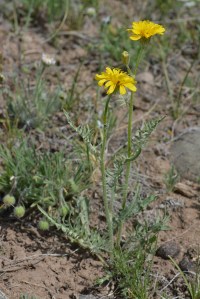 Modoc Hawksbeard - Crepis modocensis - The leaves are often pinnately lobed, the flowers have black hairs. Several species.