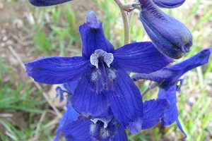 Nuttall's Larkspur - Delphinium nuttallianum - has deep blue flowers.