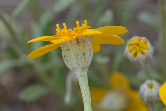 The tidy woolly bracts under teh rounded ray flowers helps to identify this species. Many composites can look alike!