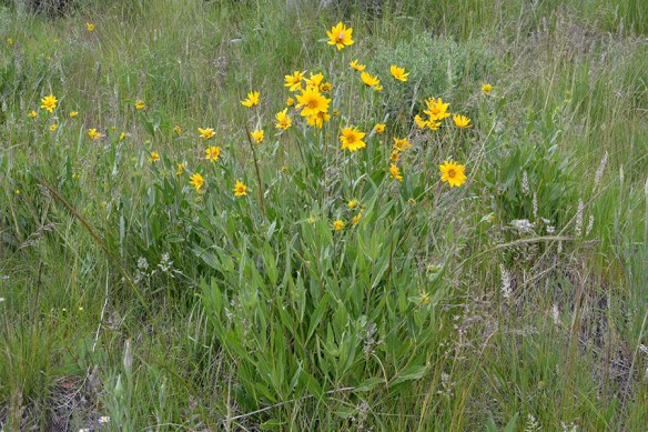 One-flowered Helianthella - Helianthella uniflora - has single 2" flowers on strong stems with 3 veined leaves.