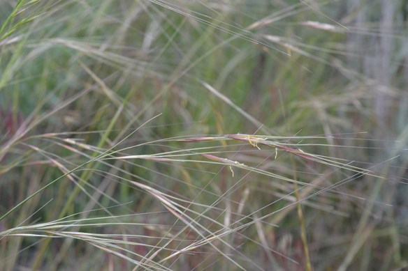 Needle-and-Thread - Heterostipa comata - has elegant but sharp "awns" 4-5" long.