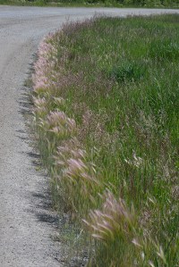 Barley is easy to recognize at this time of year.