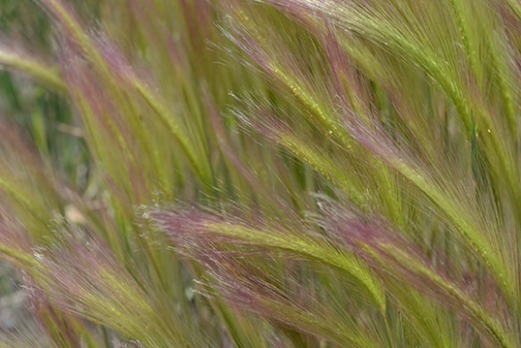 Barley feels silky until it dries it's spine. It is a very tenacious local.