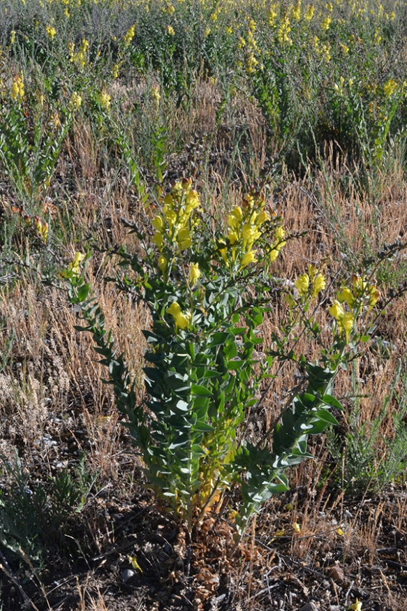 Each plant can produce 100,000 seeds and last 10 years in the soil. Here the offspring are spreading.