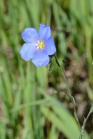 Lewis' Flax is named during the Lewis and Clark Expedition. Its sky blue flowers catch the eye.