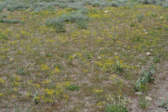 Desert Parsely - Lomatium ambiguum - grows along dry, disturbed roads sides in the park.