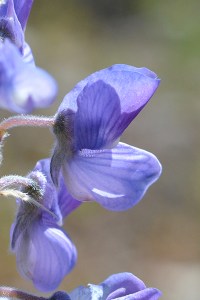 Lupine - Lupinus polyphyllus - found on sage flats has smooth banner, relatively large flowers which open wide. Lupinus sericeous is also found on sage flats.
