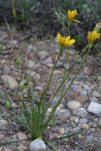 Nodding Microseries - Microseries nutans - looks a bit like a dandelion or an agrostis, but bud droop and the pappus is feathered. Leaves are mostly, but not all basal, and narrow.