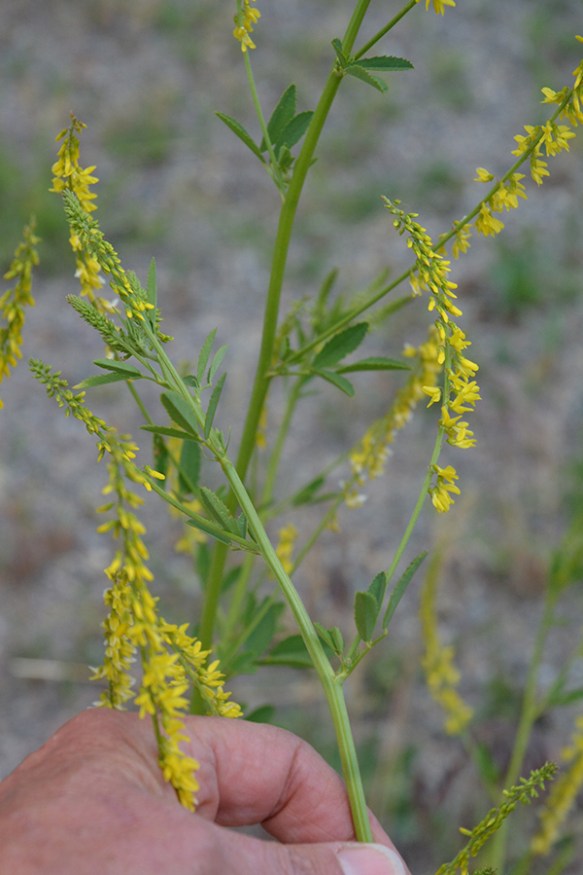 MiliOff_infl_rdside_62514_1smW