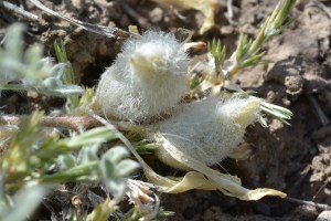 Pursh's Milkvetch - Astragalus purshii - Inhabitats of dry exposed flats, the early spring flowers from fuzzy fruits already!