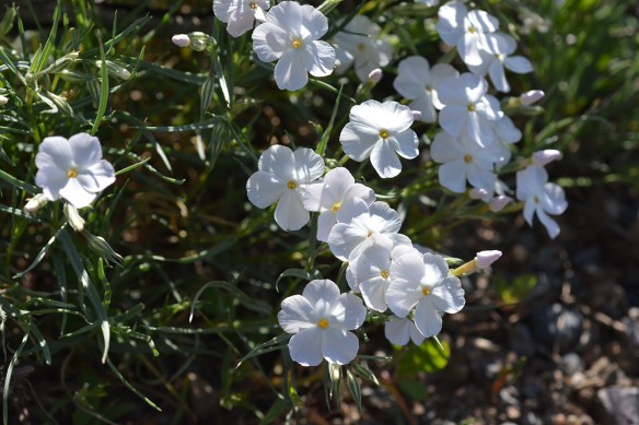 Longleaved Phlox - Phlox longifolia - has variable colors. Note the petals twist in bud