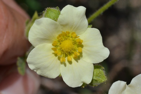 Cinquefoils are easy to get to genus with their 5 sepals, 5 petals, many anthers and even more pistils. However determining species is much tougher.