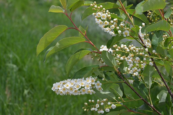 Chokecherry - Prunus virginiana - has long wands of flowers attractive to many pollinators. Fruits are vital to wildlife.