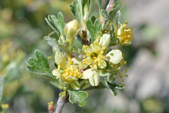 Antelopebrush - Purshia tridentata - has fragrant pale yellow flowers and three-pointed leaves.