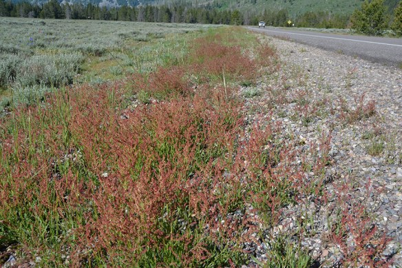 Along roadsides in the park, you may notice the low brick red haze of sorrel - Rumex acetosella. The seeds are appealing to sparrows and rodents in fall.