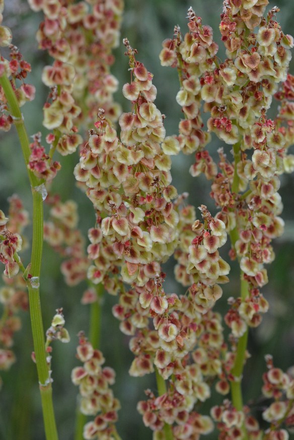 buckwheats produce 3 winged fruits that are relished by small birds and rodents in fall.