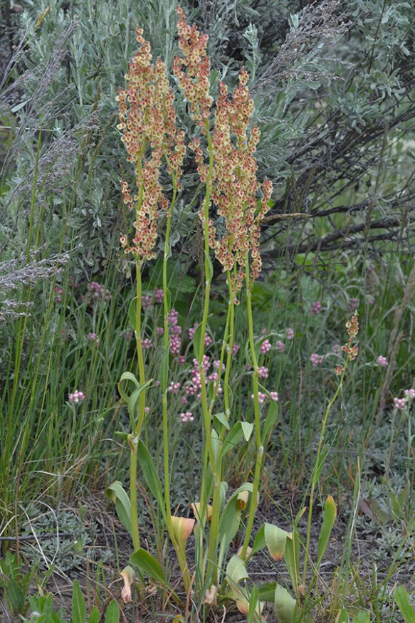 Femail plants of Rumex - Rumex paucifolia - is a taller plant to 18" or so. produce three-winged fruits. Both these species have male and female plants.