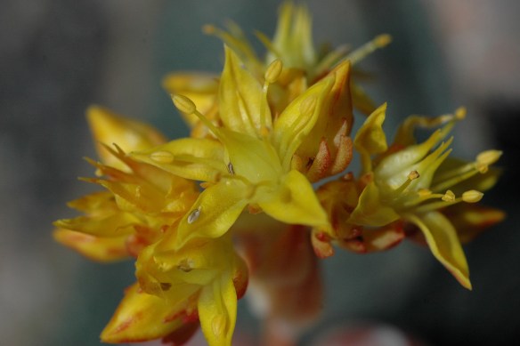 Sedum or Stonecrops have special adaptations for very dry sites.