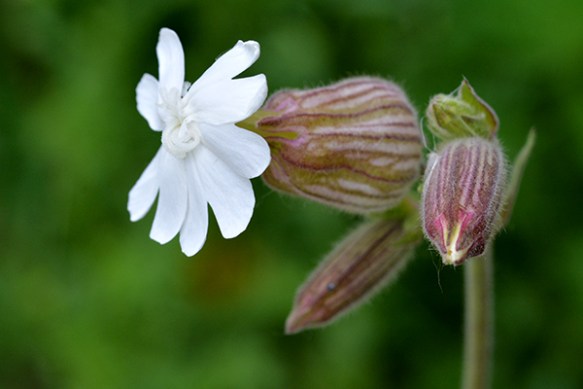 Female flowers of Bladder Campion have curled elongate stigmas ready to adhere pollen from visiting moths.