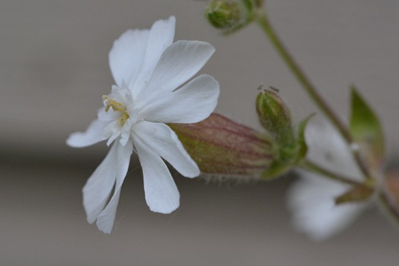Male flowers of Bladder Campion have a relatively narrow calyx and the anthers reach just beyond the flared petals.
