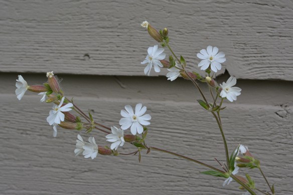 Bladder Campion is naturalized from Europe. A given plant produces male or female flowers, which are typically pollinated by moths at night.