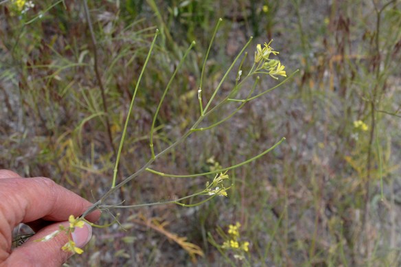 It is hard to image the extensive impact these delicate looking plants of Mustard Tumbleweed have on our environment.