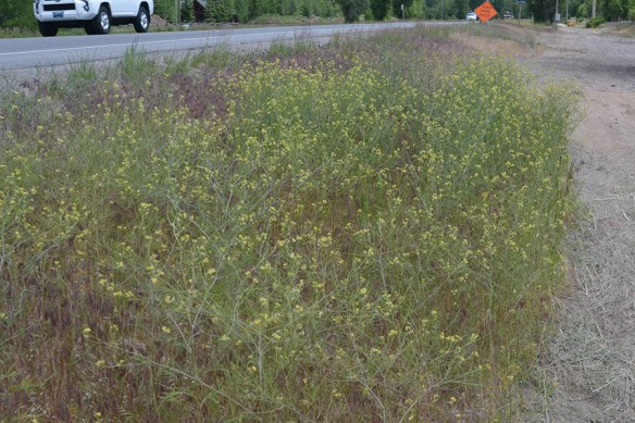 Tumble Mustard break off their bases, and tumble their tough seeds across the landscape.