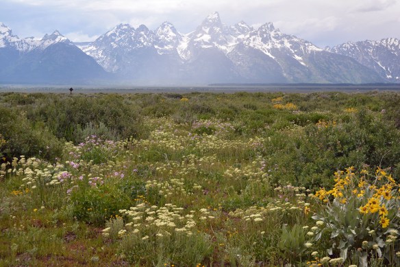View of Early summer flowers on Antelope Flats, including Sulphur Buckwheat