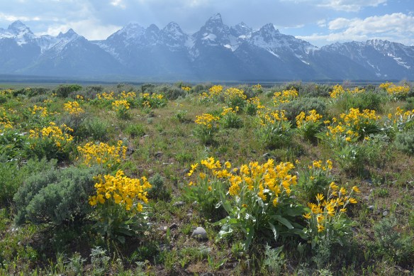 TNP14_BalsSag_AntFl_61214_3aCrpSm