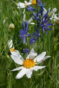 White Mules-ears - Wyethia helianthoides - and Blue Camas - Camassia quamash - bloom together in a wet meadow.