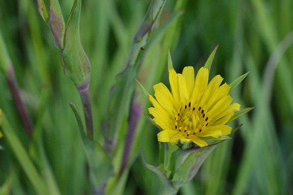 Goatsbeard look a bit like giant dandelions in bloom.