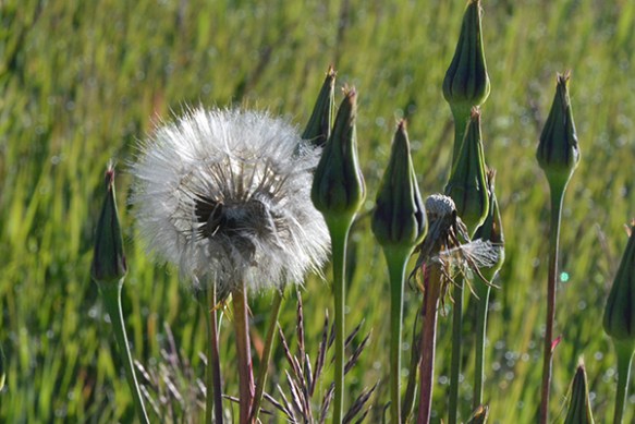 The spherical heads of Goatsbeard will soon shed dozens of seeds, each with its own parachute.