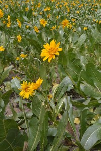 Mules-ears -Wyethia amplexifolia