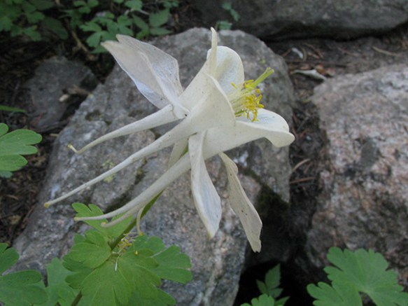 A_AquCoe_flb_GraCanTr_62912_1crpWeb