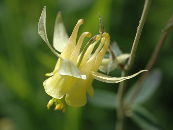 A_AquFla_flCU_SawTmtUT_8911_4crpWeb