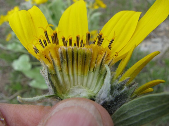 A_BalSag_FlCU_CurCan_6711smWeb