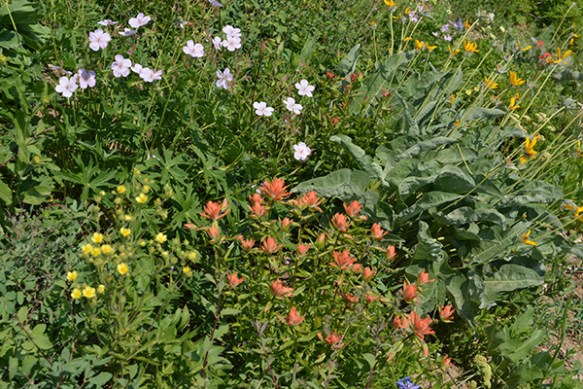 A_BTNF_PassTrMid_Flws_71714_2crpWeb