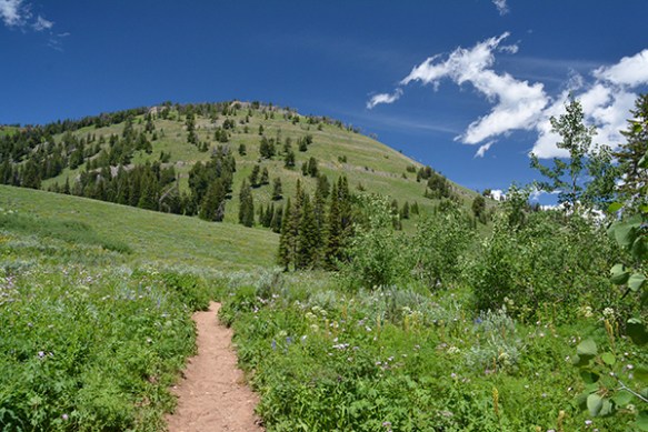 Walk through the meadows up to Ski Lake, and beyond.